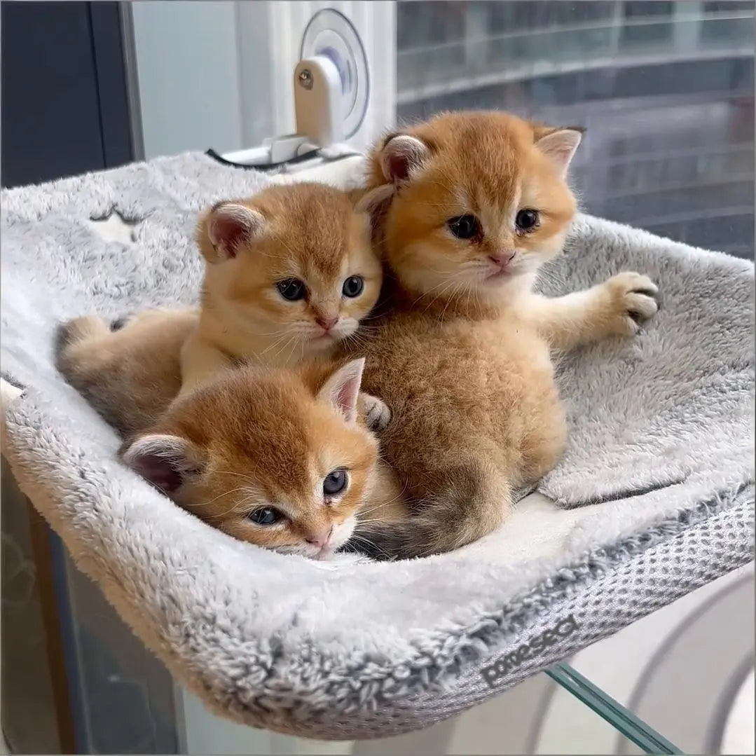 Folding Cat Hammock for Windows - Cordless, Machine Washable Bed with Sturdy Metal Frame and Strong Suction Cups, Ideal Perch for Cats and Small Dogs